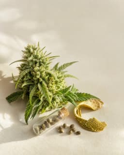 Afghan Kush Seeds matcher result