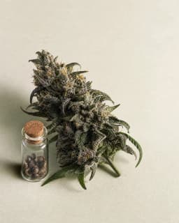 24k Gold Seeds matcher result