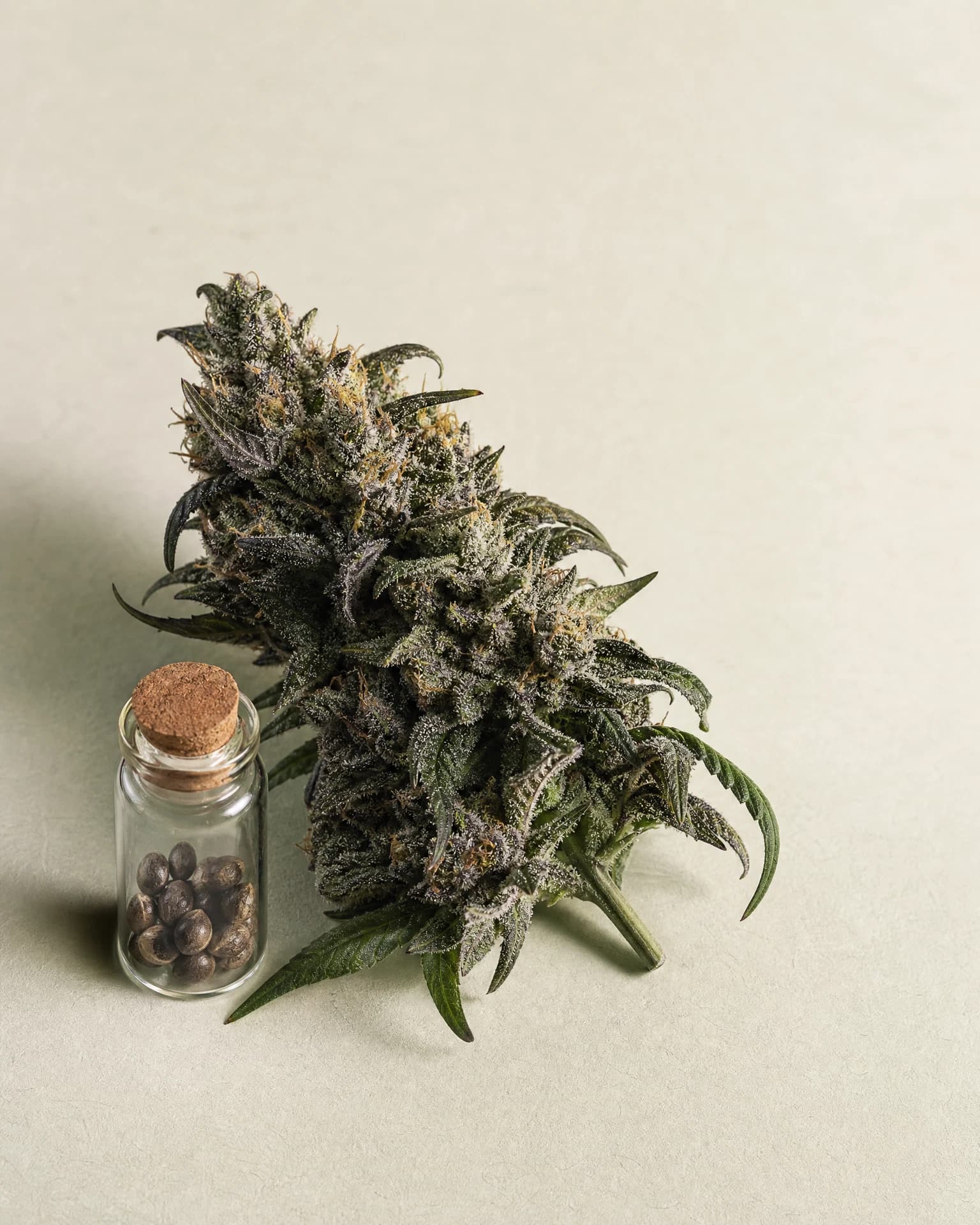 24k Gold Seeds cannabis flower and seed vial