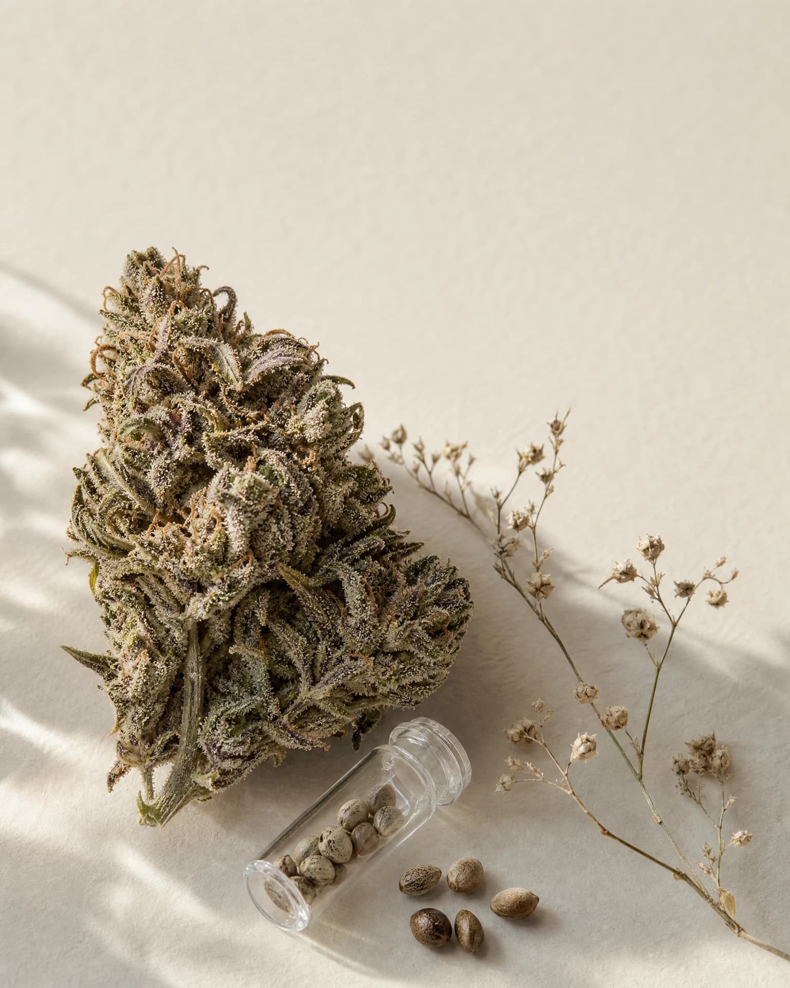 Afghan Strain Guide: Source-backed cultivar record profile and grower notes